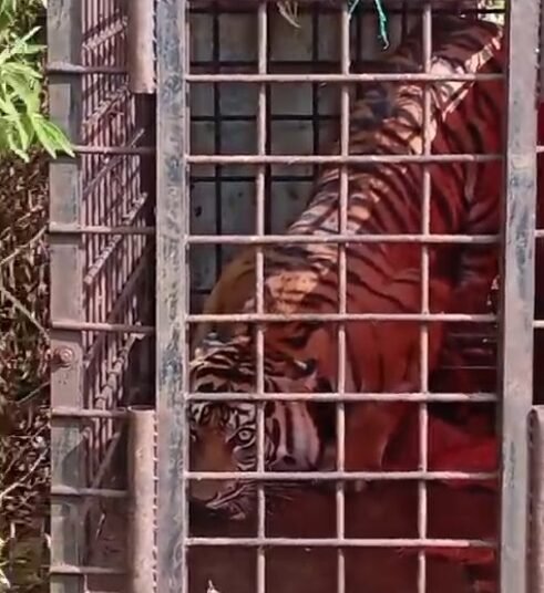 Harimau masuk jebakan di Lubuk Selasih, Kabupaten Solok, Kamis (14/11).