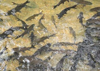 Mengenal Tradisi Ikan Larangan di Sumbar, Menjaga Alam dan Merajut Kebersamaan