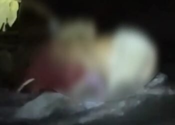 Video: Penemuan Mayat Perempuan di Sungai Padang Pariaman