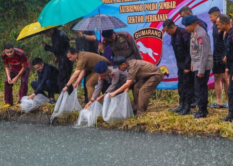 Pelepasan 10 ribu bibit ikan di Kolam Silaing Bawah (foto: Diskominfo Padang Panjang)