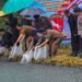 Program Ketahanan Pangan, 10 Ribu Bibit Ikan Dilepas di Kolam Silaing Bawah Padang Panjang