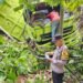Kronologi Kecelakaan Truk Muatan Batu Bara Terjun ke Jurang di Sitinjau Lauik