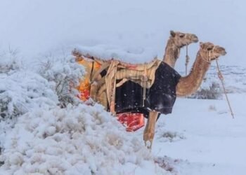 Pertama Kali Dalam Sejarah, Fenomena Langka Salju Selimuti Gurun di Arab Saudi