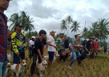 Mengenal Tentang Porbbi Sumbar, Tradisi Olahraga Berburu Babi di Ranah Minang