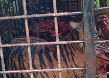 Harimau Sumatera yang Masuk Perangkap di Kabupaten Solok Dinamai Gadih Mudiak Aie