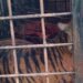 Harimau Sumatera yang Masuk Perangkap di Kabupaten Solok Dinamai Gadih Mudiak Aie