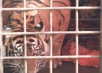 Harimau Sumatera Masuk Perangkap di Kabupaten Solok Dipindahkan ke TMSBK Bukittinggi