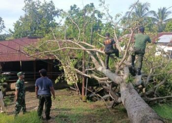 Pohon Tumbang Timpa Rumah Warga dan Kabel Listrik di Padang