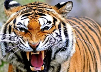 Lupa Tutup Pintu Pengaman, Penjaga Kebun Binatang Tewas Diterkam Harimau