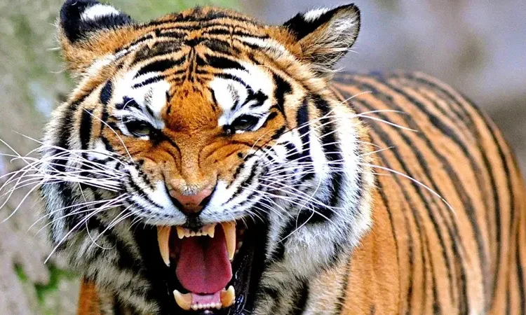 Harimau (foto: ist)