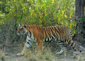Warga di Pasaman Rekam Kemunculan Harimau saat Berkebun