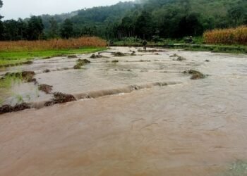 Banjir di Pasaman Barat, Sawah dan Kebun Warga Terendam