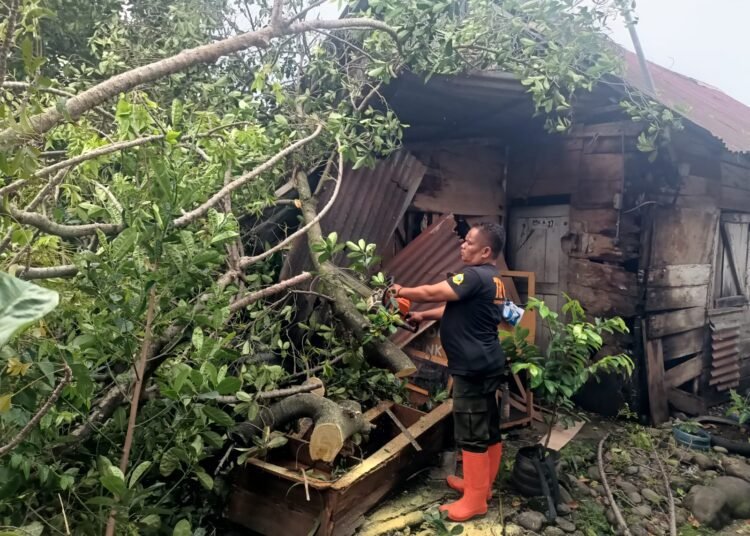 Pohon tumbang akibat hujan deras disertai angin kencang di Kota Padang pada Senin (2/12).