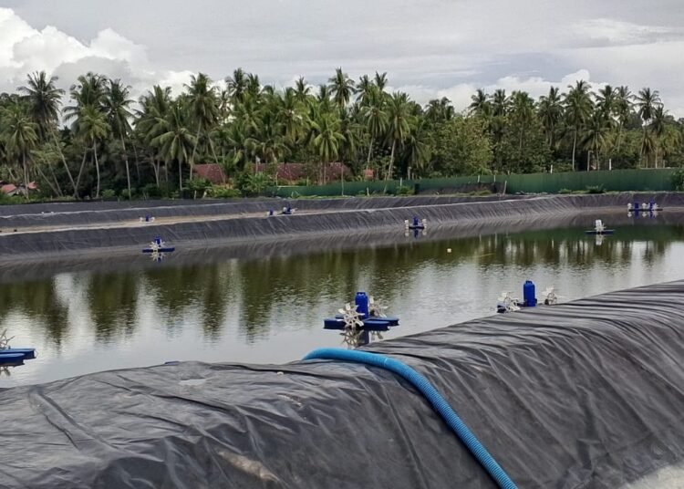 Tambak Udang di Padang Pariaman.