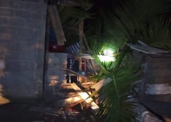 Seorang Perempuan di Pesisir Selatan Tewas Tertimpa Pohon Kelapa Tumbang