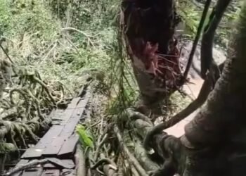 Video: Jembatan Akar Pesisir Selatan Nyaris Putus Usai Tertimpa Dahan Kayu