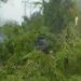 Video: Pohon Tumbang Timpa Mobil di Padang Akibat Hujan Deras