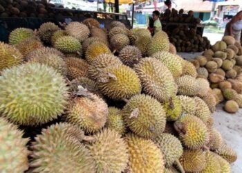 Jualan di Jalur Padat Lalu Lintas, Pedagang Durian di Bukittinggi Ditertibkan