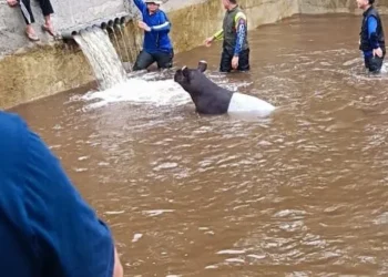 Tapir yang Masuk Kolam Ikan di Pasaman Barat Mati Karena Sakit