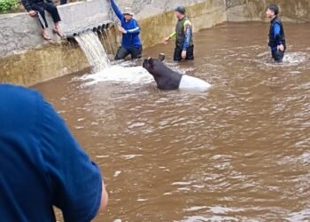Tapir Muncul di Pemukiman Warga di Pasaman Barat