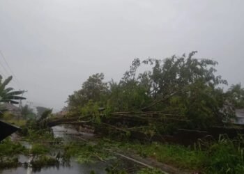 Padang Dilanda Cuaca Ekstrem, Pohon Bertumbangan hingga Timpa Kamar Jenazah