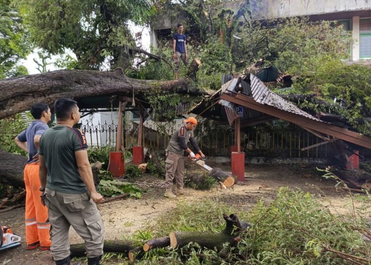 Pohon tumbang di Kota Padang pada Rabu (11/12)
