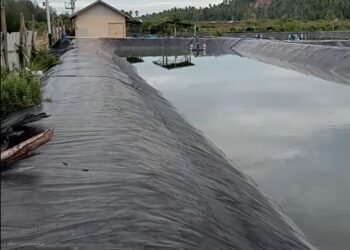 Tragis! Dua Bocah di Padang Pariaman Ditemukan Tewas Tenggelam di Tambak Udang