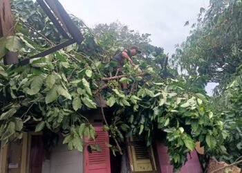 Pohon Tumbang Hambat Akses Jalan dan Timpa Kabel Listrik di Padang