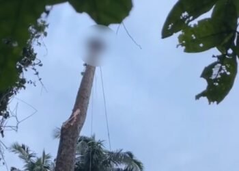Pria di Padang Pariaman Meninggal Tergantung Saat Bekerja Menebang Pohon