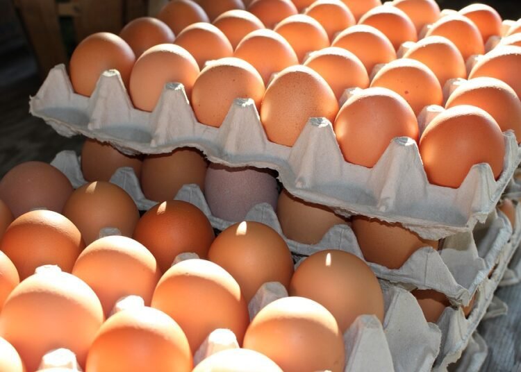 Ilustrasi telur ayam (foto: ist)