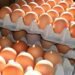 Harga Telur Ayam Kian Naik, Jadi Rp32 Per Kilogram