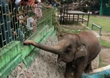 2 Objek Wisata di Kota Bukittinggi Dibuka Gratis untuk Umum, Catat Tanggalnya!