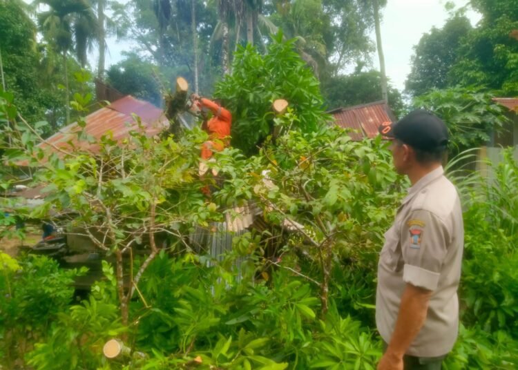 Pohon tumbang timpa rumah warga di Padang, Selasa (7/1).