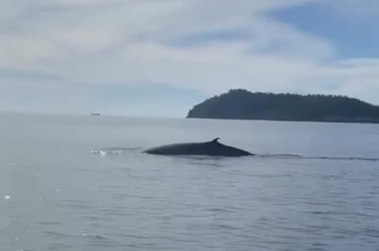 Penampakan ikan paus di pulau Pagang Kecamatan Koto XI Tarusan Pesisir Selatan. Ist