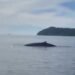 Kemunculan Paus di Perairan Kawasan Wisata Sumbar Direkam Warga