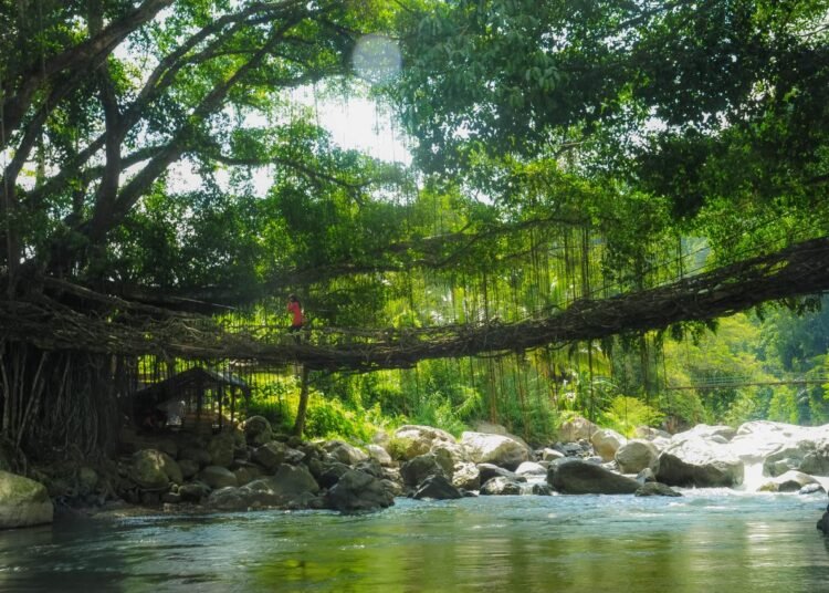 Jembatan akar di Pesisir Selatan Sumbar mirip Jembatan di India (Foto: Kemenparekraf)