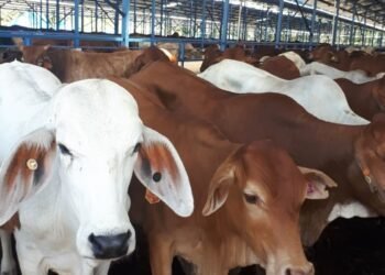 Antisipasi Penyebaran PMK, Lalu Lintas Ternak yang Masuk ke Sumbar Diperketat