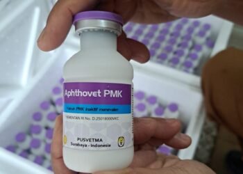 Ternak Sapi di Sumbar Bakal Disuntikkan Vaksin Mulai Pekan Depan