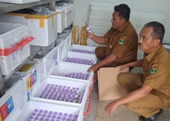 20 Ribu Dosis Vaksin PMK Mulai Didistribusikan Serentak di Sumbar