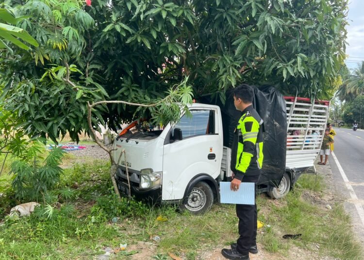 Mobil buru babi yang mengalami kecelakaan di Padang Pariaman pada Minggu (20/1).