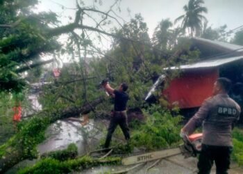 Hujan Badai di Padang Tumbangkan Pohon Timpa Kabel Listrik