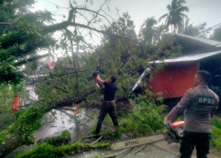 Pohon tumbang di Jalan Bhayangkara, Kelurahan Lubuk Buaya, Kecamatan Koto Tangah Kota Padang, Sabtu (25/1).
