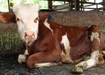 Ternak Sapi di Sumbar Terjangkit Gejala PMK, Diduga Berasal dari Provinsi Luar