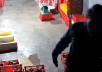 Video: Pria Mengendap-endap Diduga Mencuri HP di Gudang Manggis di Agam