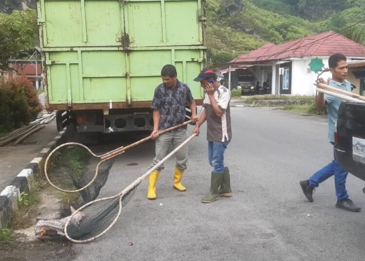 Penertiban anjing liar berkeliaran di Kota Padang Panjang (foto: Diskominfo Padang Panjang)