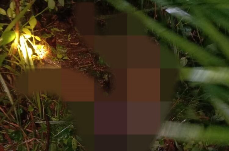 Korban diterkam harimau ditemukan tewas mengenaskan di Mukomuko, Bengkulu.