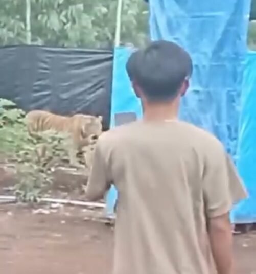 Detik-detik kemunculan harimau di perkebunan di Riau pada Kamis (16/1).