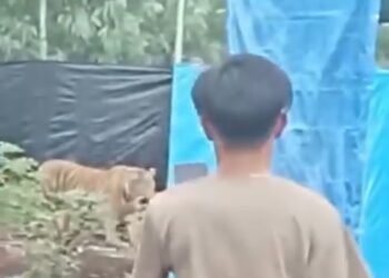 Tiga Pria Ini dengan Santai Merekam Kemunculan Harimau yang Masuk ke Lokasi Perkebunan