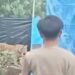 Tiga Pria Ini dengan Santai Merekam Kemunculan Harimau yang Masuk ke Lokasi Perkebunan