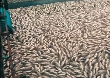 Sebanyak 25 Ton Ikan Mati di Danau Maninjau Gegara Cuaca Buruk